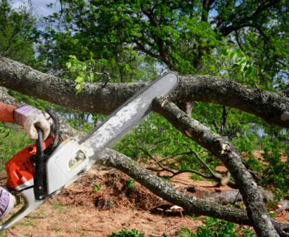 Essential Guide to Tree Trimming: When and How to Do It