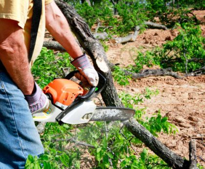 Tree Removal: When and Why It's Necessary