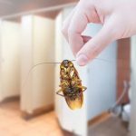 Professional Cockroach Control Sydney