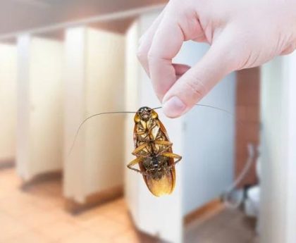 Professional Cockroach Control Sydney