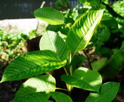 Learn More About Borneo Kratom: Your Guide to the Most Potent Strains