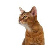 Understanding the Feline Distemper Vaccine: What You Need to Know