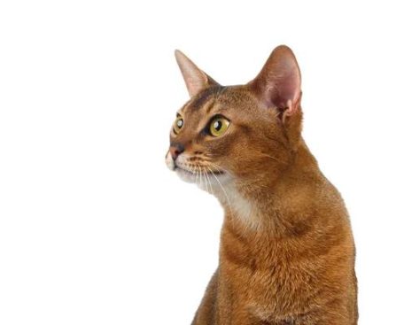 Understanding the Feline Distemper Vaccine: What You Need to Know