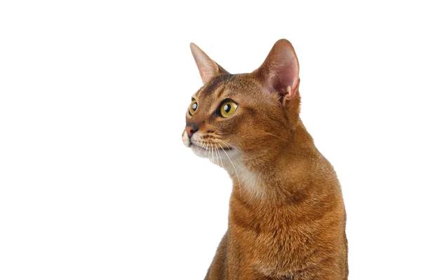 Understanding the Feline Distemper Vaccine: What You Need to Know